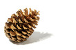 Golden fir apple on a white background Golden fir apple on a white background