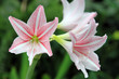 Flowers of Thailand