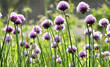Blumenwiese