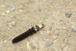 Weichkäferlarve - Cantharis spec.