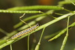 Raupe des Rübsaatpfeifers - Evergestis extimalis