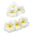 Tropical flowers frangipani (plumeria) isolated on white