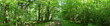 Sous-bois