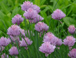 Blooming ornamental onions