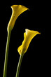 zwei gelbe calla lilien