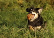 Sheltiemix beim Spiel