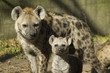 Hyena (Crocuta crocuta) pup and mother