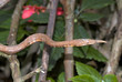 Serpent liane ; Langaha madagascariensis; Madagascar