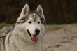 Siberian Husky Portrait