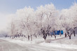 Snow Rhapsody