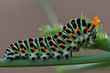 papilio Machaon