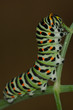Papilio Machaon