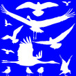 white birds silhouettes over blue