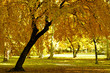 park