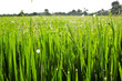 Raw Rice