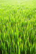 Raw Rice