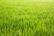 Raw Rice