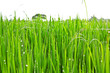 Raw Rice