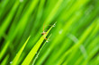 Raw Rice