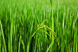 Raw Rice