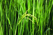 Raw Rice