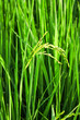 Raw Rice