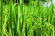 Raw Rice