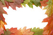 frame maple leaves