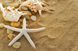 shells and stones on sand shells and stones on sand