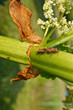 Insectes - Jardinage - Pulvérisation Insectes - Jardinage - Pulvérisation