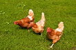 Hühner, Chicken