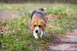 Beagle puppy