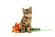 kitten