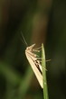 Zünsler - Pediasia aridella