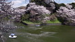 桜咲く千鳥ヶ淵