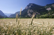 Field of grain in a Swiss alpine valley Field of grain in a Swiss alpine valley