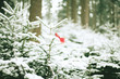 red bird (Christmas decoration) on snowed tree