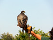 falconer with hawk on the hand