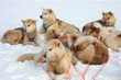 Greenlandic sled dogs