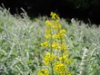 Primo piano di un fiore