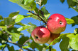 Ripe apples.