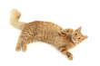 cat plaful