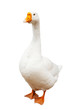 White goose