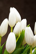 beautiful tulips