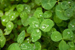 clover