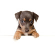 Isolated jack russel puppy