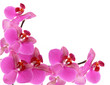 orchid background
