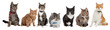 Group of cats