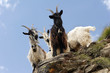 Three mountain goats in the Swiss Alps Three mountain goats in the Swiss Alps