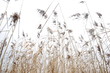 Foto: Grass Blowing in the Wind Grass Blowing in the Wind